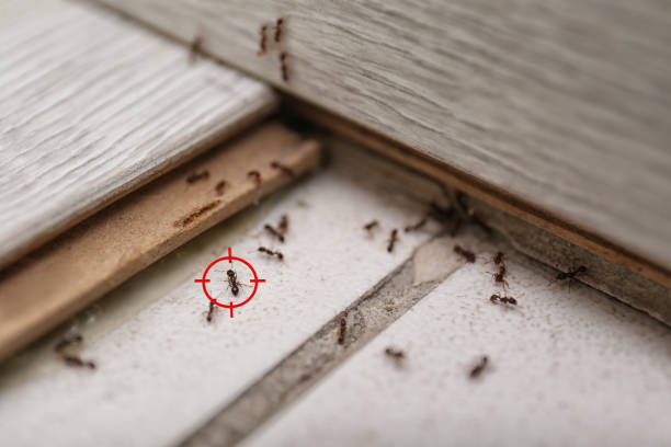 Best Flea Control Services  in Shoemakersville, PA