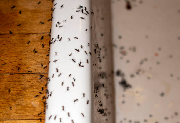 Best Termite Control Services  in Shoemakersville, PA